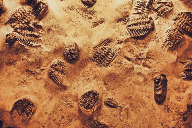 Unearthed by Amateurs: How Citizen Fossil Hunters Are Closing the Gaps in America's Geological Story