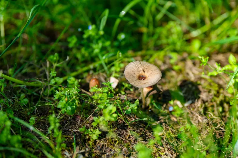 Spores, Smartphones, and Shared Science: The Citizen Mycologists Mapping America's Hidden Fungal World
