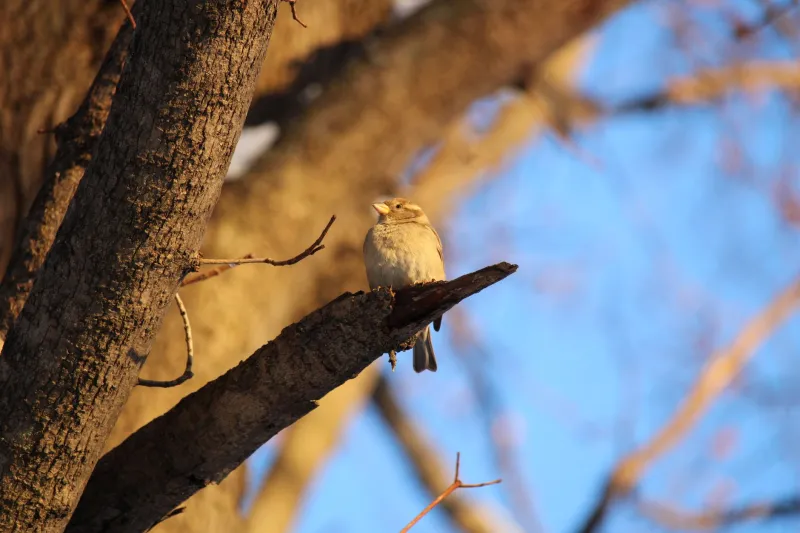 Lenses on the Living City: How Amateur Wildlife Photographers Are Crowdsourcing America's Urban Biodiversity Record